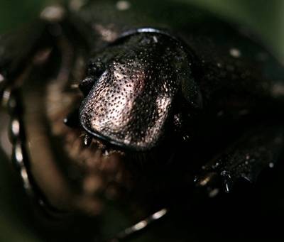 DSC05532
Фотограф: Сергей Буркацкий

Просмотров: 353
Комментариев: 0