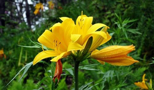 DSC00183
Фотограф: Сергей Буркацкий

Просмотров: 493
Комментариев: 0