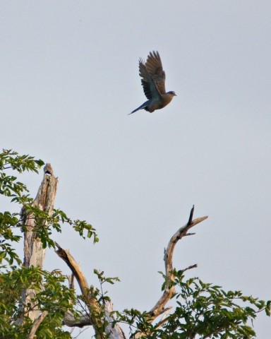 DSC02278
Фотограф: Сергей Буркацкий

Просмотров: 494
Комментариев: 0