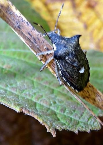 DSC03610
Фотограф: Сергей Буркацкий

Просмотров: 496
Комментариев: 0