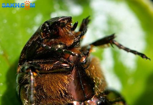 DSC05585
Фотограф: Сергей Буркацкий

Просмотров: 397
Комментариев: 0