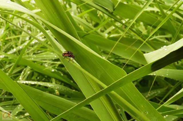 ***
Фотограф: Сергей Буркацкий

Просмотров: 668
Комментариев: 0