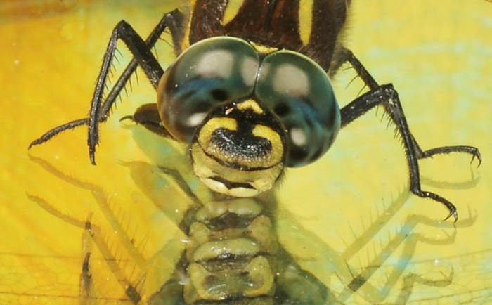 Фото 792
Фотограф: Сергей Буркацкий

Просмотров: 431
Комментариев: 0