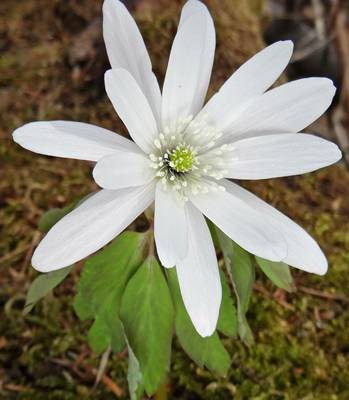 DSC01321
Фотограф: Сергей Буркацкий

Просмотров: 584
Комментариев: 0