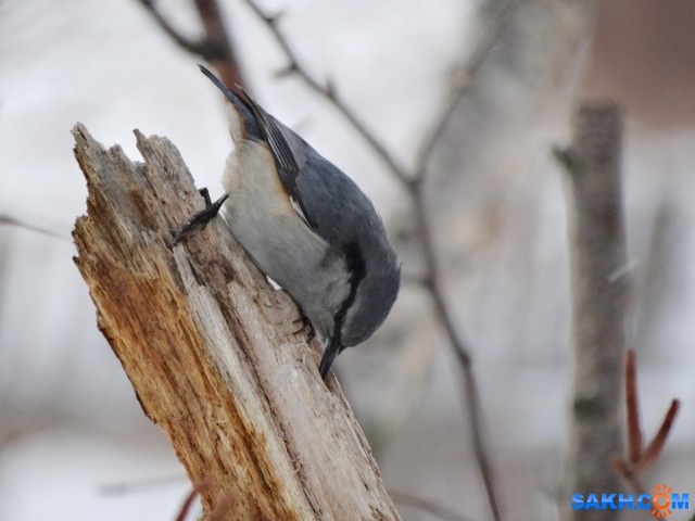 DSC02091
Поползень.
Просмотров: 421
Комментариев: 0