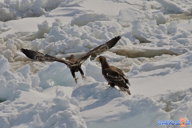 сахалинские птички...
Фотограф: Фил Лив

Просмотров: 893
Комментариев: 0