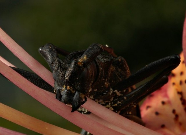 DSC02136
Фотограф: Сергей Буркацкий

Просмотров: 477
Комментариев: 0