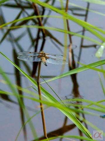 ***
Фотограф: Сергей Буркацкий

Просмотров: 762
Комментариев: 0