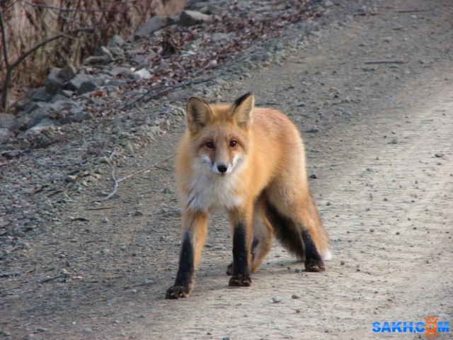 IMG_0361-к

Просмотров: 850
Комментариев: 0