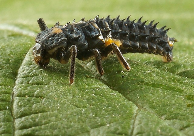 DSC01775
Фотограф: Сергей Буркацкий

Просмотров: 367
Комментариев: 0