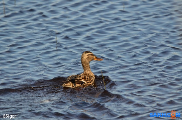 кряква

Просмотров: 782
Комментариев: 0