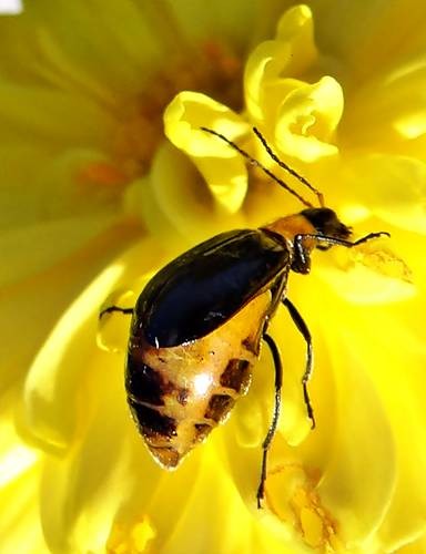 DSC04174
Фотограф: Сергей Буркацкий

Просмотров: 532
Комментариев: 0