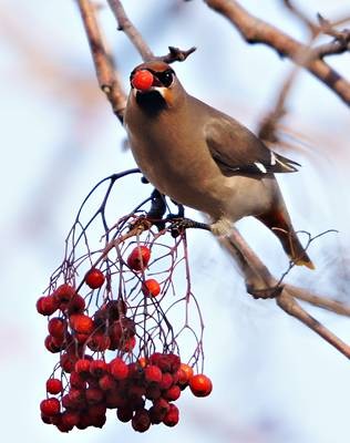 DSC03863
Фотограф: Сергей Буркацкий

Просмотров: 345
Комментариев: 0