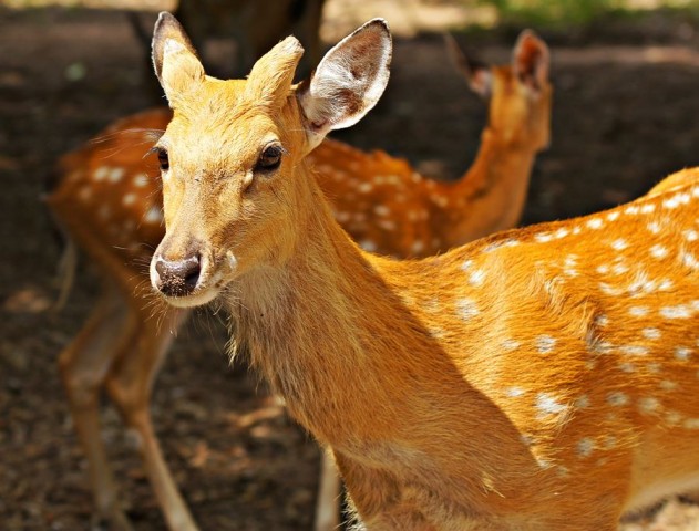 ***
Фотограф: Сергей Буркацкий

Просмотров: 808
Комментариев: 0