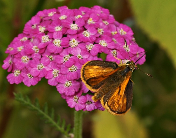 DSC01902
Фотограф: Сергей Буркацкий

Просмотров: 411
Комментариев: 0