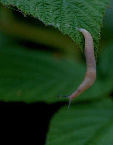 ***
Фотограф: Сергей Буркацкий

Просмотров: 796
Комментариев: 0