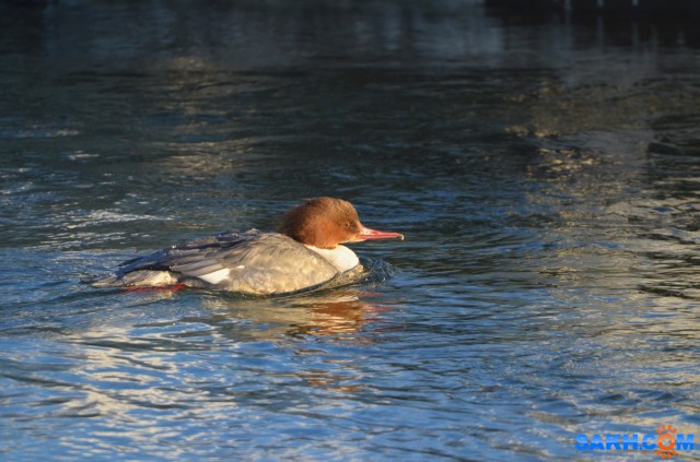 большой крохаль

Просмотров: 483
Комментариев: 0