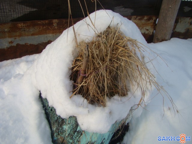 пенек
Фотограф: demon-65

Просмотров: 820
Комментариев: 0