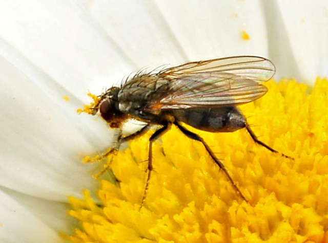 DSC01883
Фотограф: Сергей Буркацкий

Просмотров: 456
Комментариев: 0