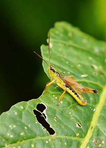 ***
Фотограф: Сергей Буркацкий

Просмотров: 828
Комментариев: 0