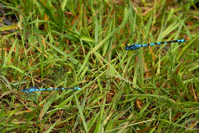 ***
Фотограф: Сергей Буркацкий

Просмотров: 744
Комментариев: 0