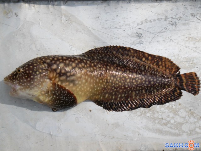  Вот такая симпатичная рыбка (житель Татарского пролива)  