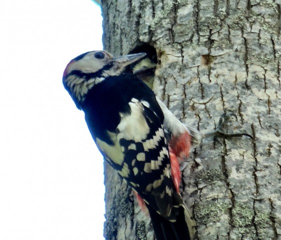 DSC03936
Фотограф: Сергей Буркацкий

Просмотров: 390
Комментариев: 0