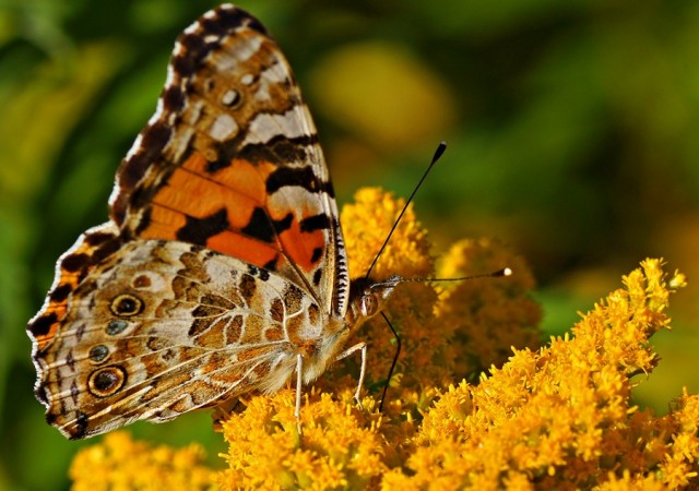 ***
Фотограф: Сергей Буркацкий

Просмотров: 703
Комментариев: 0
