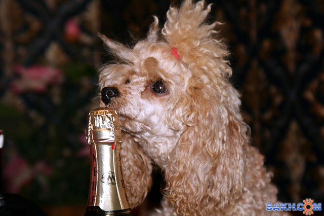 Мелька

Просмотров: 1852
Комментариев: 0