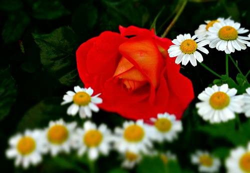 DSC00466
Фотограф: Сергей Буркацкий

Просмотров: 340
Комментариев: 0