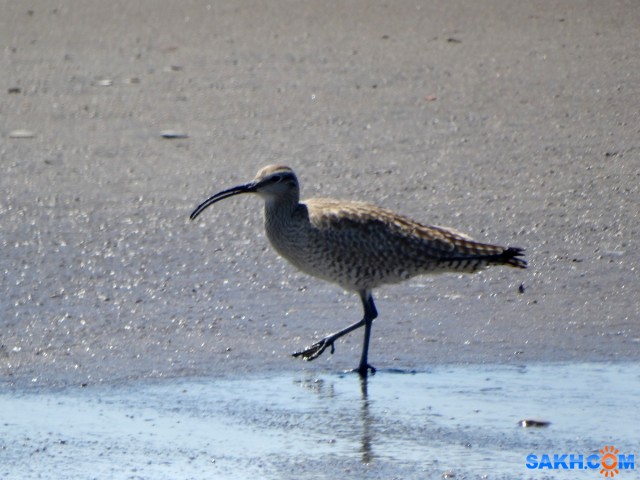 DSC06167_н
Средний кроншнеп
Просмотров: 306
Комментариев: 0
