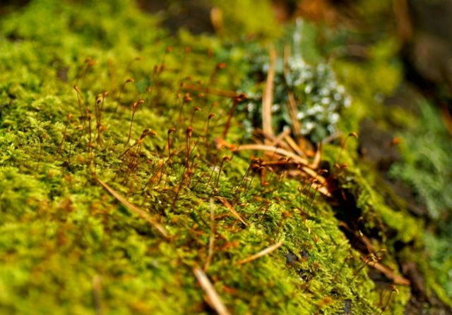 Микромир
Фотограф: Сергей Буркацкий

Просмотров: 1093
Комментариев: 2