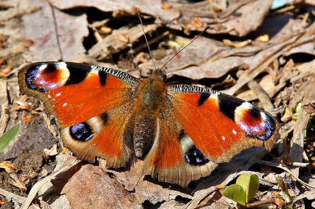 ***
Фотограф: Сергей Буркацкий

Просмотров: 943
Комментариев: 0