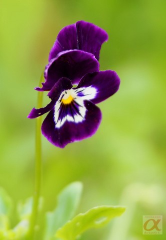 ***
Фотограф: Сергей Буркацкий

Просмотров: 792
Комментариев: 0