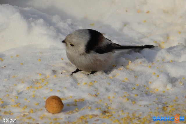 ополовник
колобки

Просмотров: 942
Комментариев: 0