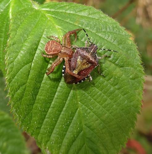 DSC04127
Фотограф: Сергей Буркацкий

Просмотров: 587
Комментариев: 0