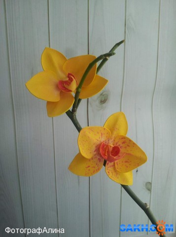 резинки орхидея