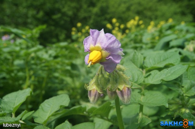 DSC02116
Фотограф: NIK

Просмотров: 924
Комментариев: 0