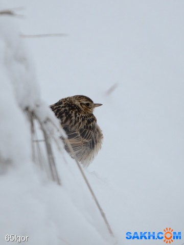 ппереждать непогоду

Просмотров: 317
Комментариев: 0