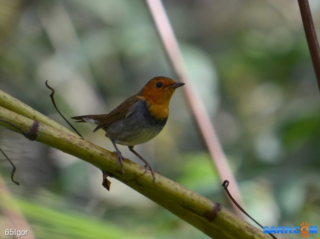 зарянка японская
Сахалин.Холмск

Просмотров: 432
Комментариев: 1