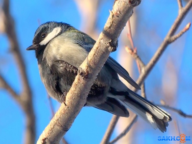 DSC06057_н

Просмотров: 796
Комментариев: 0