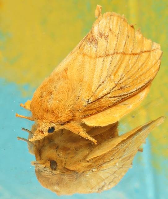 DSC02484
Фотограф: Сергей Буркацкий

Просмотров: 526
Комментариев: 0