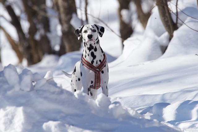 _DSC6872
Фотограф: VictorV

Просмотров: 789
Комментариев: 1