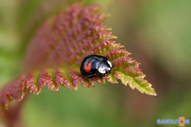 коровка

Просмотров: 2446
Комментариев: 1