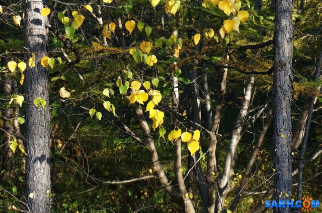 DSC04981