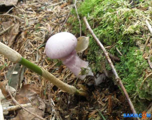 Неизвестный гриб фиолетового цвета.