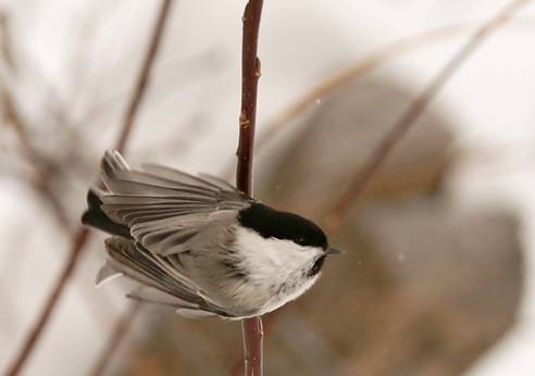 DSC06641
Фотограф: Сергей Буркацкий

Просмотров: 408
Комментариев: 0