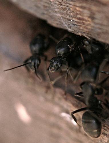 DSC05469
Фотограф: Сергей Буркацкий

Просмотров: 417
Комментариев: 0