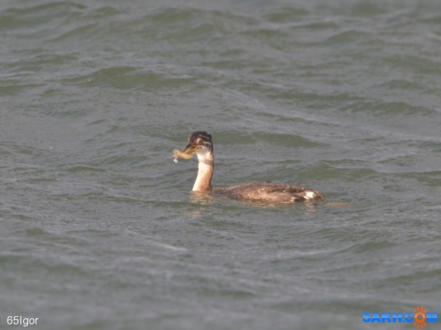 серощекая поганка   молодая

Просмотров: 438
Комментариев: 0