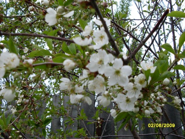 Вишня
Фотограф: Maricha

Просмотров: 1495
Комментариев: 0